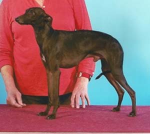 Italian Greyhound: a champion from 

Breeding Vertragus